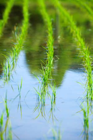 After the rice paddyの写真素材