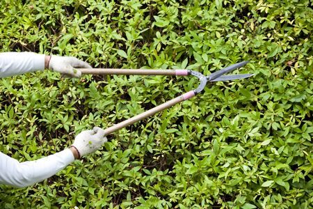 Ueki craftsmen that use the pruning shears