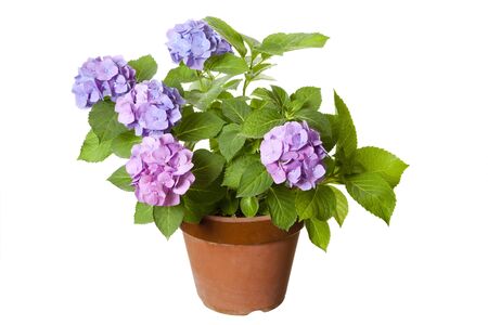 Potted hydrangeas