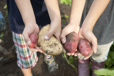 children with the harvested potatoの写真素材