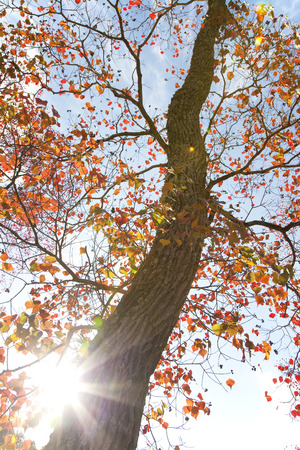 Chinese tallow leaves the Nara Parkの写真素材