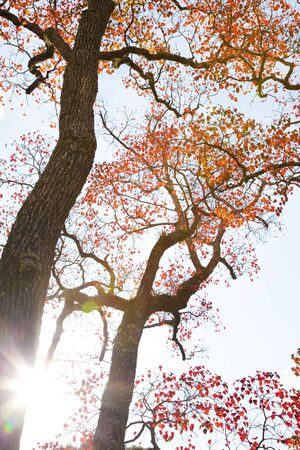 Chinese tallow leaves the Nara Parkの写真素材