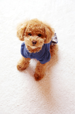 Poodle to Sittingの写真素材