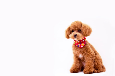 Poodle to wait for a signalの写真素材