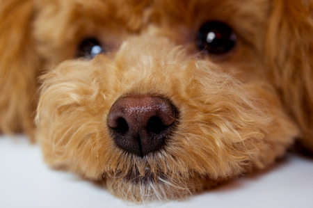 Toy Poodle you withheldの写真素材