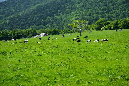 Grazing and natureの写真素材