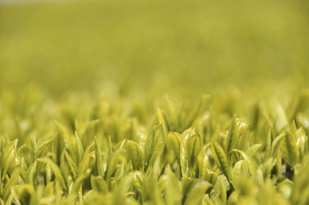 New tea plantationの写真素材