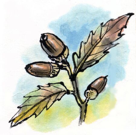 Acornの写真素材