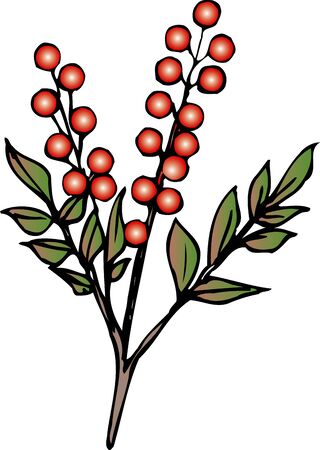 Nandina domesticaの写真素材