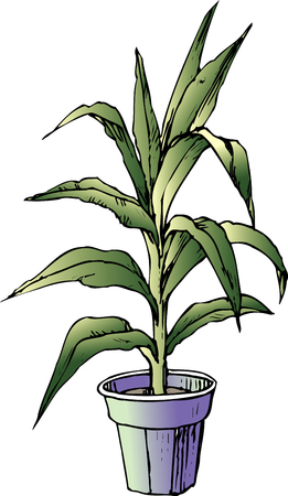 Dracaenaの写真素材