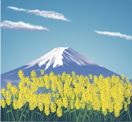 Fuji and rape blossomsの写真素材
