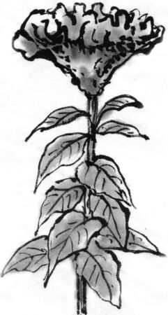 Celosiaの写真素材