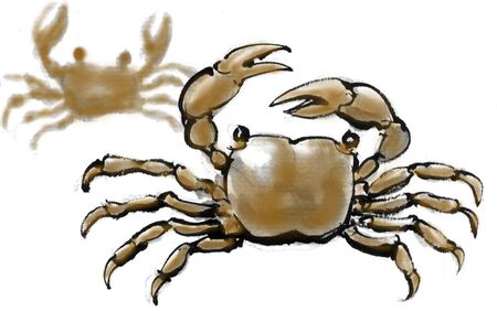 Crabの写真素材