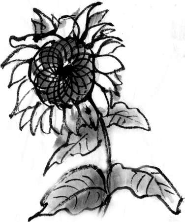 Sunflowerの写真素材