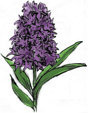 Hyacinthの写真素材