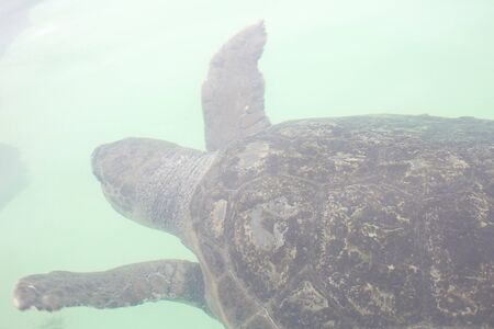 Turtle