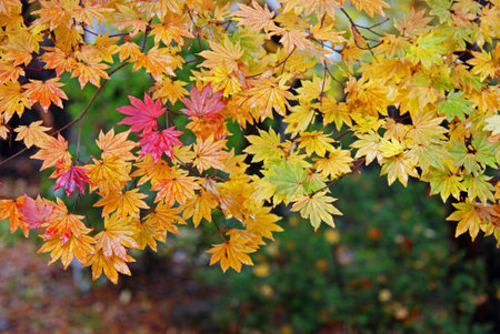 Late autumn of Kakunodate-autumn leaves