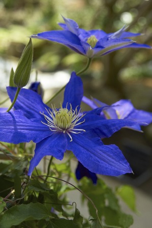 Clematis Delicatessen of cobalt blue flowersの写真素材