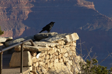 Crow overlooking the Grand Canyonの写真素材
