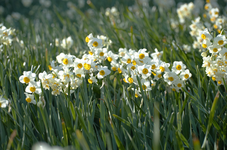 Narcissus colony flowers up nails kizakiの写真素材