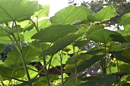 Look up at the plants of large leavesの写真素材