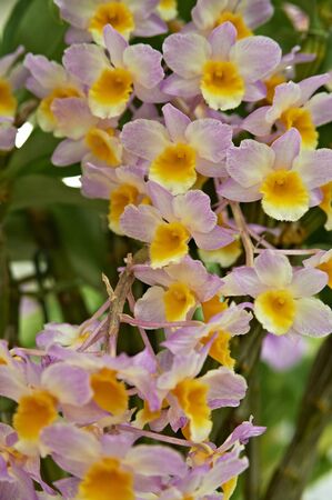 Pink and orange umbrella However orchid floretsの写真素材
