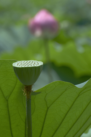 Receptacle that dropped the petals to go now grow seedsの写真素材
