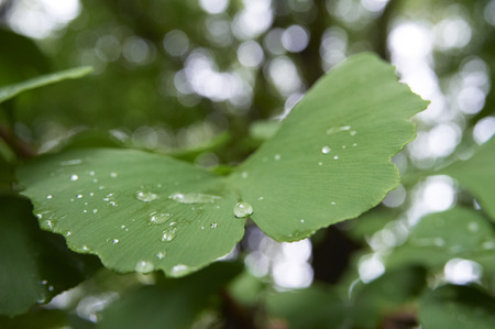 Water droplets roll over of ginkgo leavesの写真素材