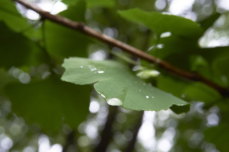 Water droplets close-up of ginkgo leavesの写真素材