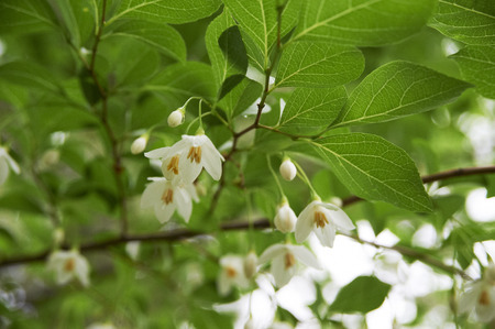 Styrax obassia that bloom white neat flowerの写真素材