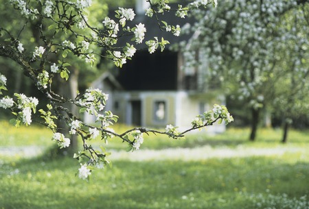 Grassland white flowerの写真素材