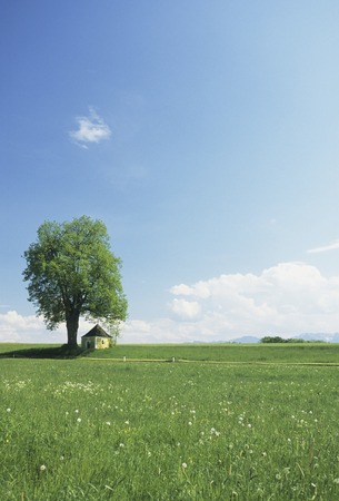 Meadow woodの写真素材