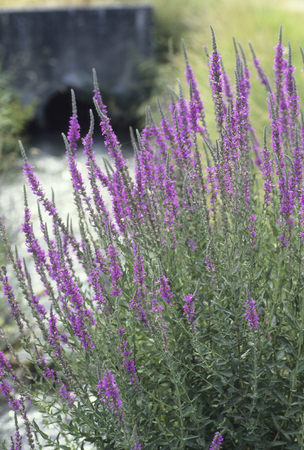 Purple herbal