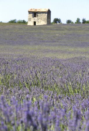Lavender fields and hutの写真素材
