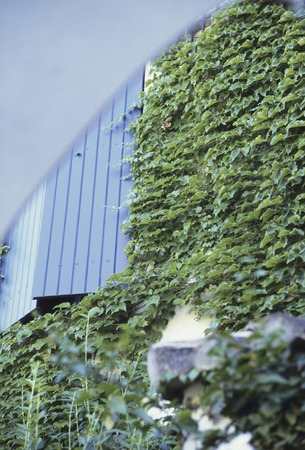 Windows and ivyの写真素材