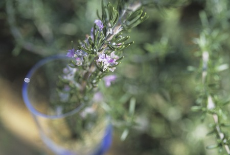 Glass Rose Marieの写真素材