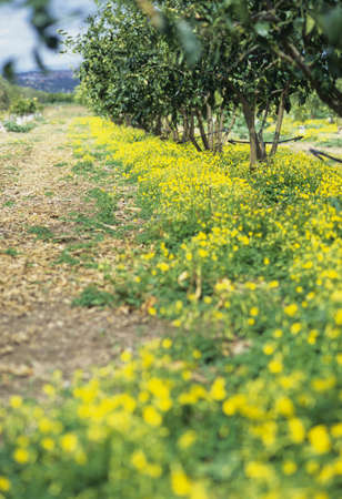 Namiki and yellow flowers