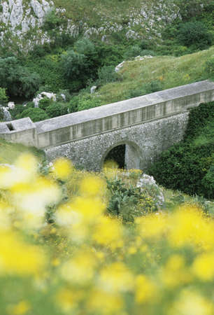 Authority of moisture bridge and yellow flowersの写真素材