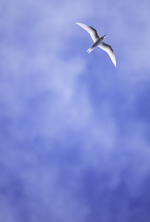 Blue sky and sea gullの写真素材