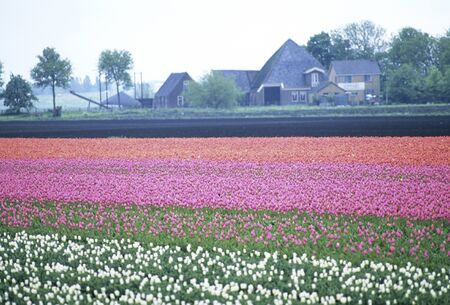 Pink Tulip Fieldsの写真素材