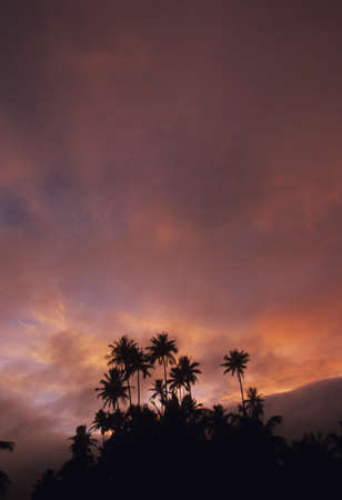 Trees sky and palm of madderの写真素材