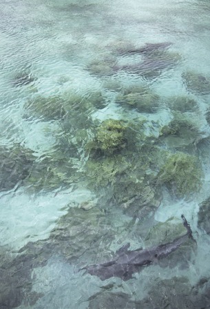 Leaf of dolphinの写真素材