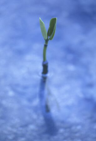 Mangrove shootの写真素材