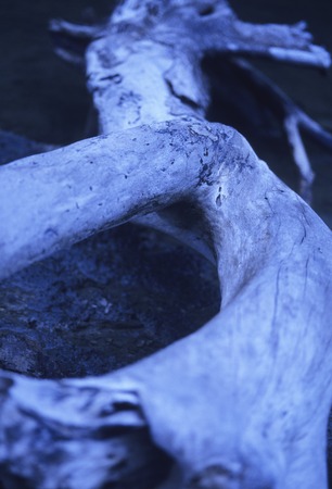 Fallen treeの写真素材