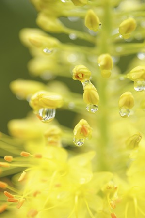 Flowersの写真素材