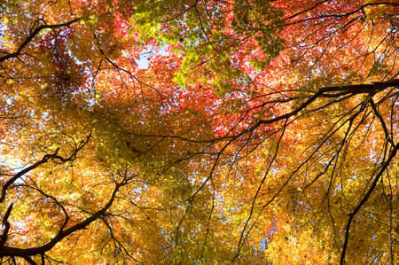 Dragon Valley autumn leaves