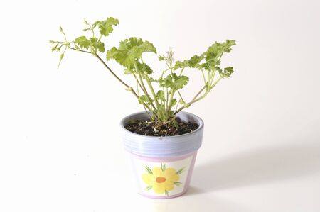 Geranium