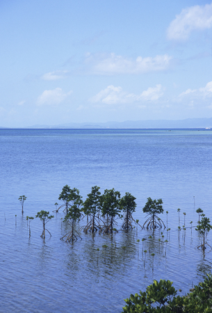 Mangrove of Iriomote Islandの写真素材