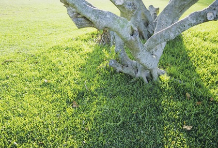 Shadow Lawn banyanの写真素材