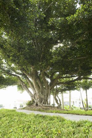 Tree of banyan